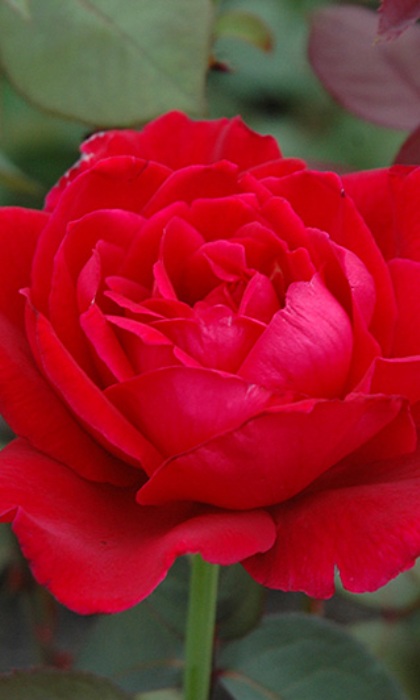 HTR MISTER LINCOLN #3 DEEP RED