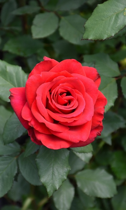 HTR OLYMPIAD #3 BRIGHT RED