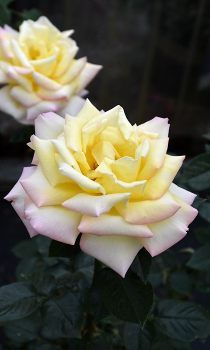 HTR PEACE #3 YLW AND PINK