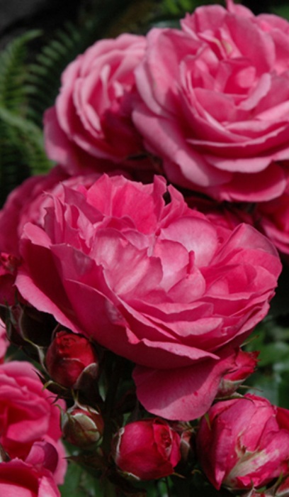 HTR QUEEN ELIZABETH #3 PINK