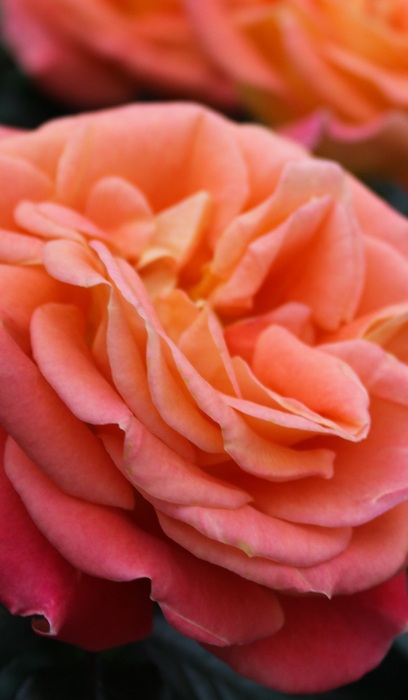 FPR BURST OF JOY #3 CORAL/YLW