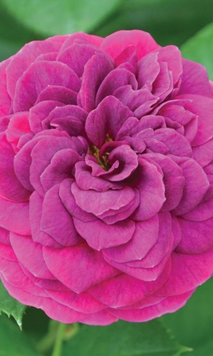 FPR CELESTIAL NIGHT #3 PLUM