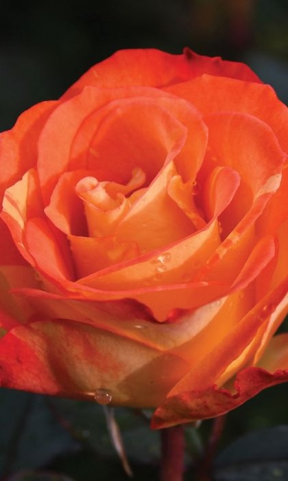 FPR CHIHULY #3 MULTI