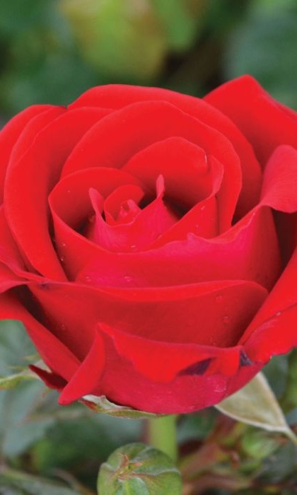 FPR DROP DEAD RED #3 RED VELVET