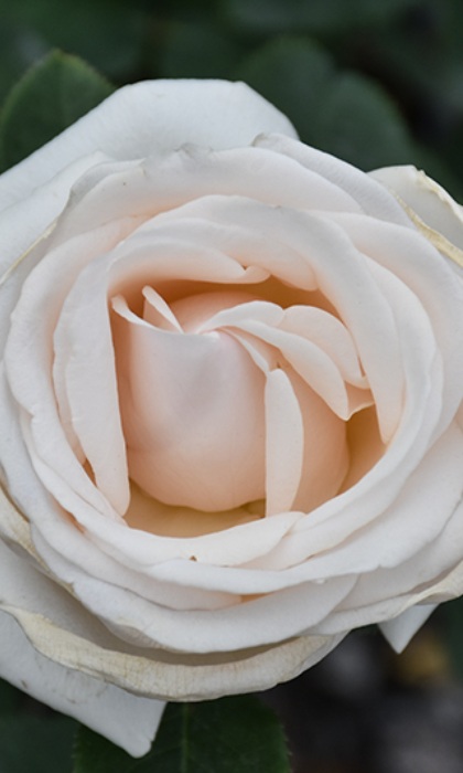 FPR EASY SPIRIT #3 WHITE