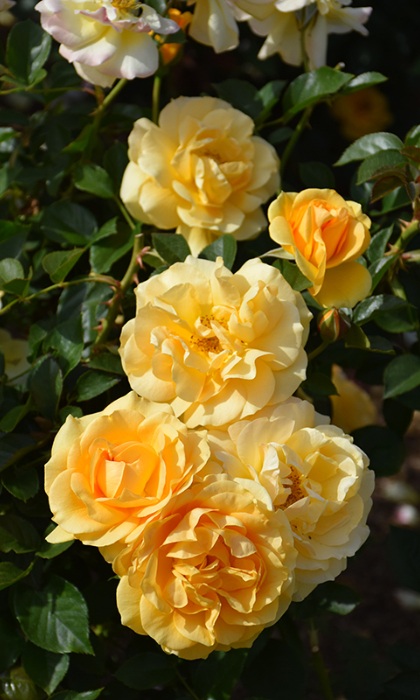 FPR JULIA CHILD #3 BUTTER YLW