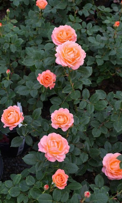 FPR JUMP FOR JOY #3 PEACH/PINK