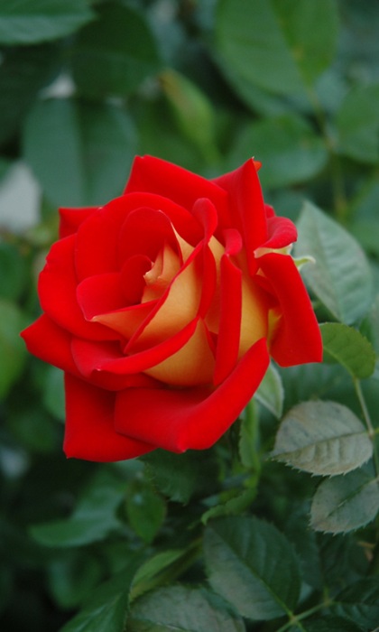 FPR KETCHUP & MUSTARD #3 RED/YLW