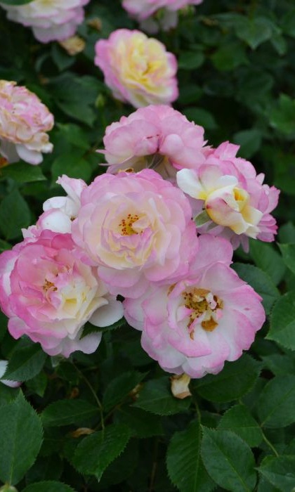 FPR LIFE OF THE PARTY #3 YLW/PNK