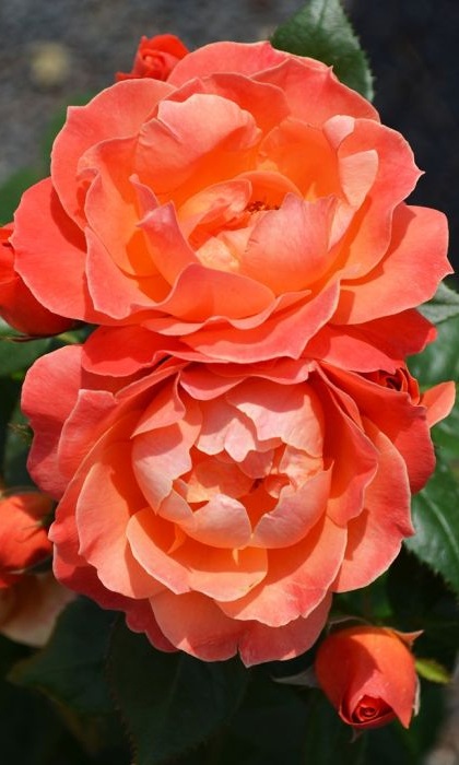 FPR LIVIN' EASY #3 APRICOT-ORANG