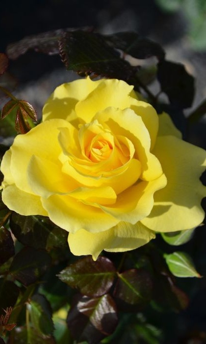 FPR SPARKLE & SHINE #3 YLW