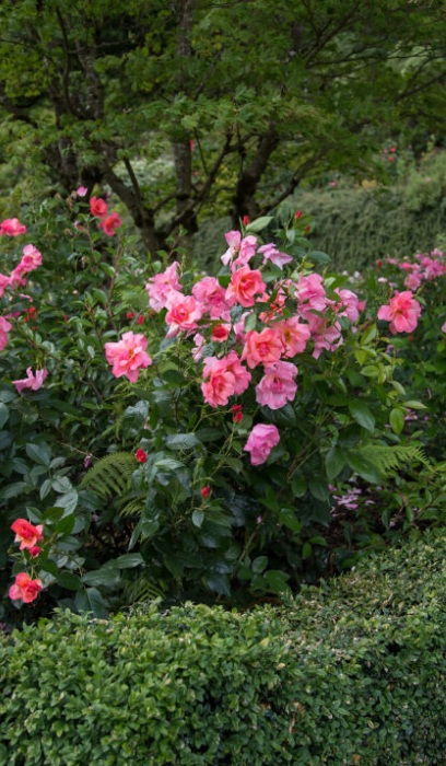 SRS ALL THE RAGE #2 EE