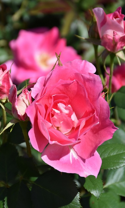 SRS CAREFREE WONDER #2 PINK