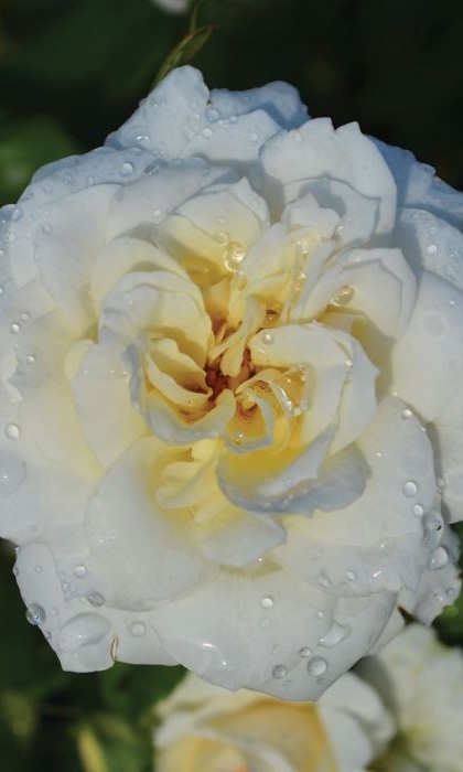 SRS CHAMPAGNE WISHES #2 EE IVORY