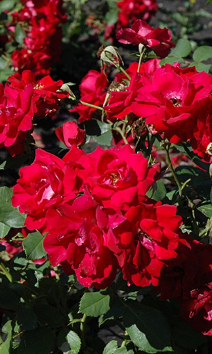 SRS CHAMPLAIN #2 RED