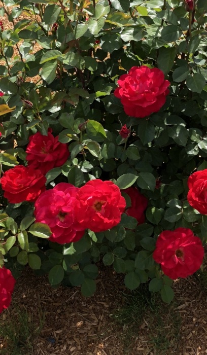 SRS CINNAMON HEARTS #2 BE