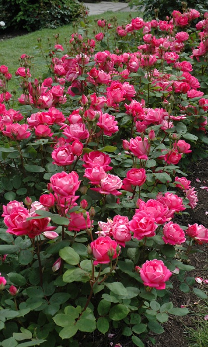 SRS KNOCK OUT DOUBLE RED #2