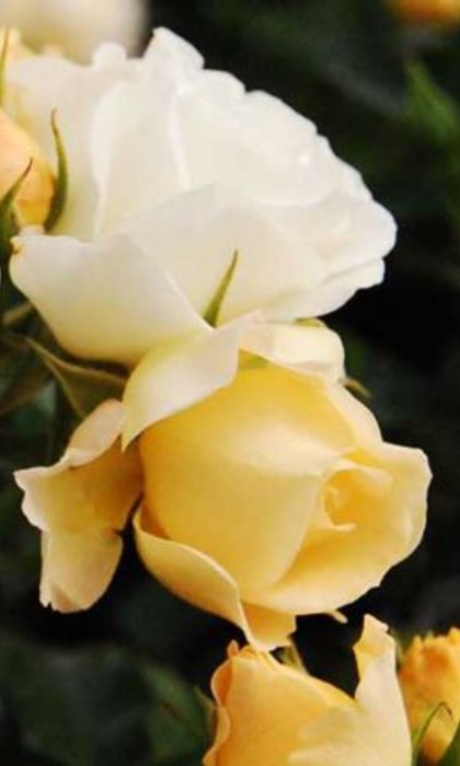 SRS DRIFT POPCORN #2