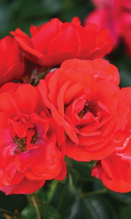 SRS FLOWER CARPET SCARLET #2