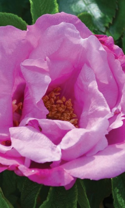 SRS FOXI PAVEMENT #2 DEEP PINK