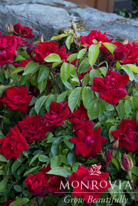 SRS GRACE & GRIT RED #2