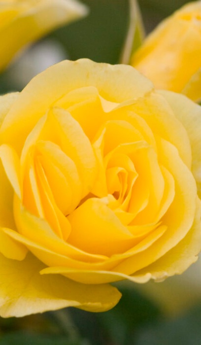 SRS HIGH VOLTAGE #2 EE YLW