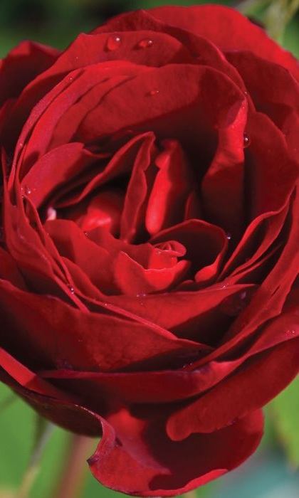 SRS HOPE FOR HUMANITY #2 RED