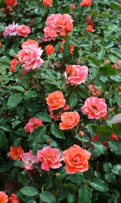 SRS KNOCK OUT CORAL #2