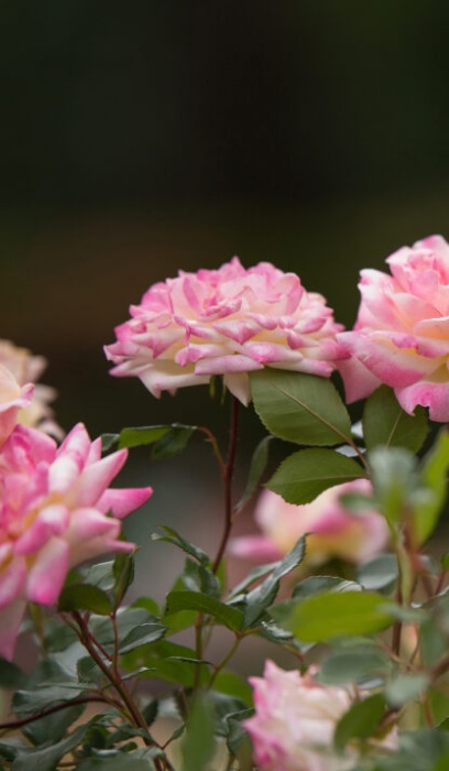 SRS MUSIC BOX #2 EE PINK/YLW