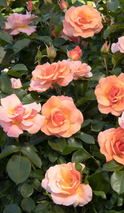 SRS NITTY GRITTY PEACH #2