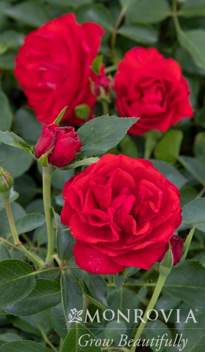 SRS NITTY GRITTY RED #2