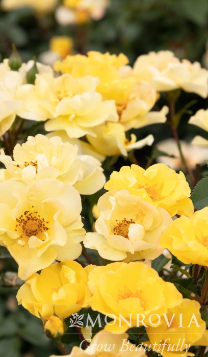 SRS NITTY GRITTY YELLOW #2