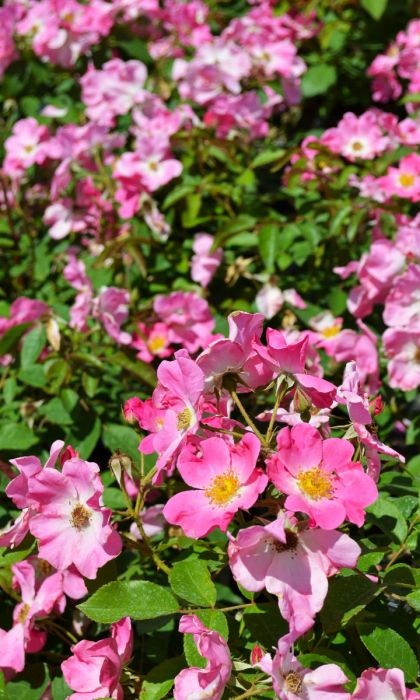 SRS NEARLY WILD #2 PINK