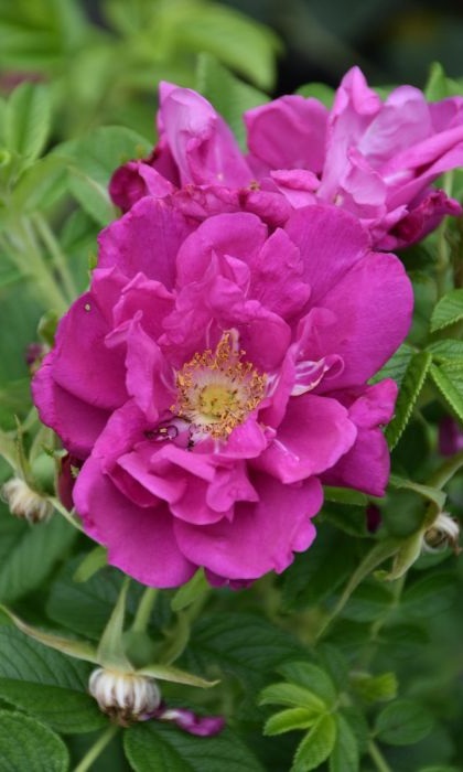 SRS PURPLE PAVEMENT #2