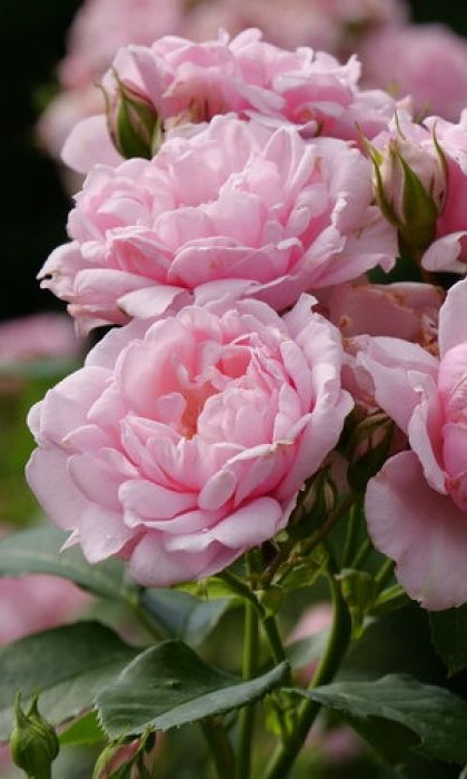 SRS REMINISCENT PINK #2 PW