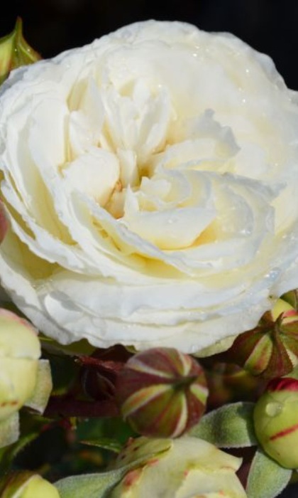 SRS SNOWDRIFT #2 WHITE