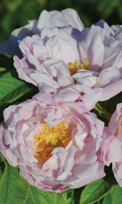 SRS SNOW PAVEMENT #2 WHITE