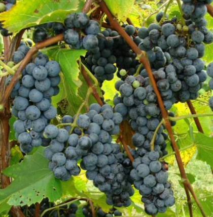 GRAPE ST CROIX #1/7"