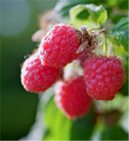 RASPBERRY HERITAGE #1/7"