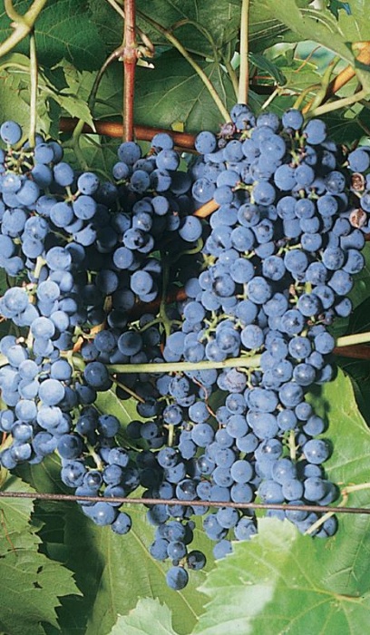 GRAPE FRONTENAC #1/7"