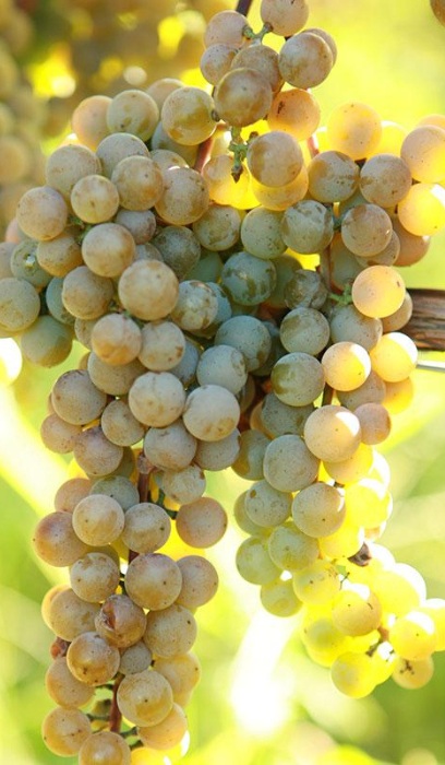 GRAPE LA CRESCENT #1/7"