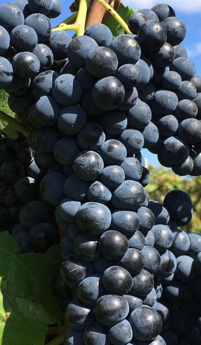 GRAPE MARQUETTE #1/7"