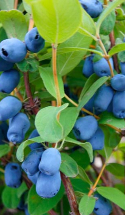 LONIC CAE BERRY BLUE #2 HASKAP