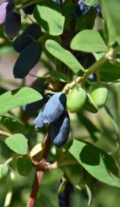 LONIC CAE CINDERELLA #2 HASKAP