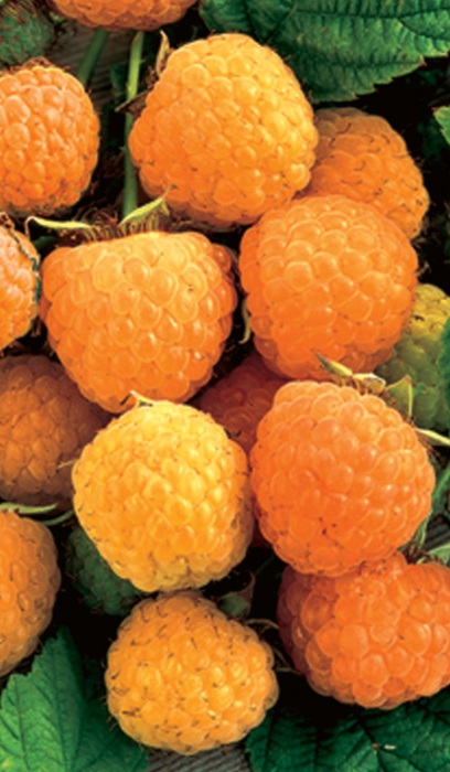 RASPBERRY ANNE #1/7" YELLOW