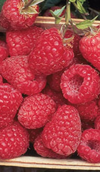 RASPBERRY ENCORE #1/7"