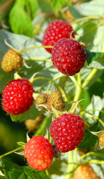 RASPBERRY HERITAGE #1/7"