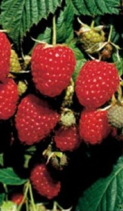 RASPBERRY HIMBO TOP #1/7"