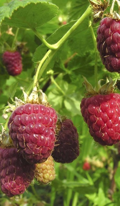 RASPBERRY JOAN J #1/7"