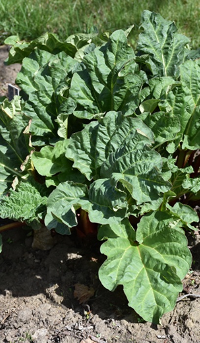 RHUBARB CHIPMANS CAN RD#1/5.5"